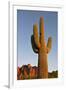 USA, Arizona, Lost Dutchman State Park. Saguaro Cactus-Kevin Oke-Framed Photographic Print