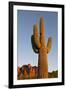 USA, Arizona, Lost Dutchman State Park. Saguaro Cactus-Kevin Oke-Framed Photographic Print