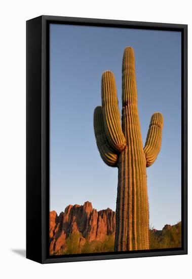 USA, Arizona, Lost Dutchman State Park. Saguaro Cactus-Kevin Oke-Framed Stretched Canvas