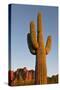 USA, Arizona, Lost Dutchman State Park. Saguaro Cactus-Kevin Oke-Stretched Canvas