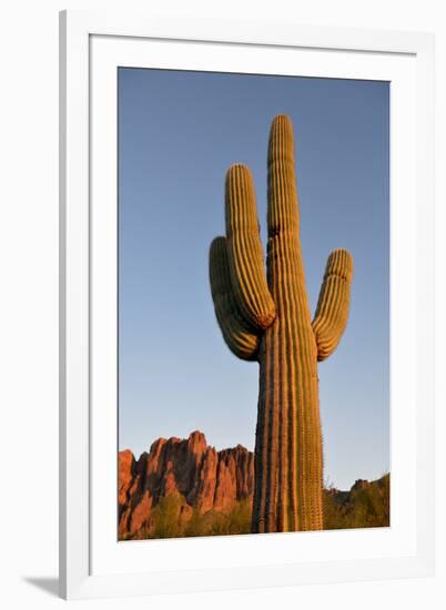 USA, Arizona, Lost Dutchman State Park. Saguaro Cactus-Kevin Oke-Framed Premium Photographic Print