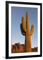 USA, Arizona, Lost Dutchman State Park. Saguaro Cactus-Kevin Oke-Framed Premium Photographic Print