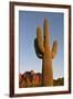 USA, Arizona, Lost Dutchman State Park. Saguaro Cactus-Kevin Oke-Framed Premium Photographic Print