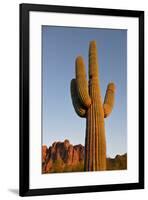 USA, Arizona, Lost Dutchman State Park. Saguaro Cactus-Kevin Oke-Framed Premium Photographic Print