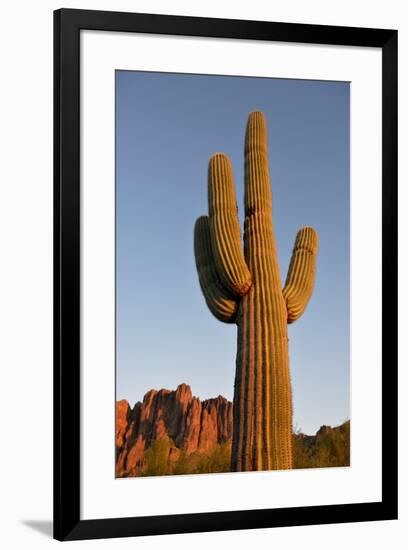 USA, Arizona, Lost Dutchman State Park. Saguaro Cactus-Kevin Oke-Framed Premium Photographic Print