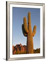 USA, Arizona, Lost Dutchman State Park. Saguaro Cactus-Kevin Oke-Framed Premium Photographic Print