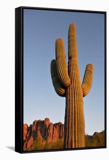 USA, Arizona, Lost Dutchman State Park. Saguaro Cactus-Kevin Oke-Framed Stretched Canvas