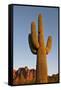 USA, Arizona, Lost Dutchman State Park. Saguaro Cactus-Kevin Oke-Framed Stretched Canvas