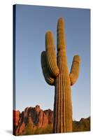 USA, Arizona, Lost Dutchman State Park. Saguaro Cactus-Kevin Oke-Stretched Canvas