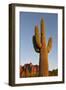 USA, Arizona, Lost Dutchman State Park. Saguaro Cactus-Kevin Oke-Framed Photographic Print