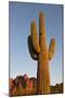 USA, Arizona, Lost Dutchman State Park. Saguaro Cactus-Kevin Oke-Mounted Photographic Print