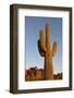 USA, Arizona, Lost Dutchman State Park. Saguaro Cactus-Kevin Oke-Framed Photographic Print