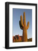 USA, Arizona, Lost Dutchman State Park. Saguaro Cactus-Kevin Oke-Framed Photographic Print