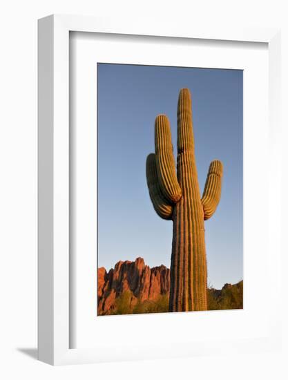 USA, Arizona, Lost Dutchman State Park. Saguaro Cactus-Kevin Oke-Framed Photographic Print