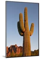 USA, Arizona, Lost Dutchman State Park. Saguaro Cactus-Kevin Oke-Mounted Photographic Print
