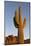 USA, Arizona, Lost Dutchman State Park. Saguaro Cactus-Kevin Oke-Mounted Photographic Print