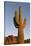 USA, Arizona, Lost Dutchman State Park. Saguaro Cactus-Kevin Oke-Stretched Canvas