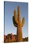 USA, Arizona, Lost Dutchman State Park. Saguaro Cactus-Kevin Oke-Stretched Canvas