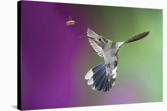 USA, Arizona, Madera Canyon. Magnificent Hummingbird and Bee-Jaynes Gallery-Stretched Canvas
