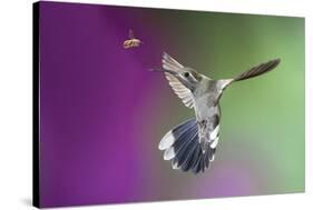 USA, Arizona, Madera Canyon. Magnificent Hummingbird and Bee-Jaynes Gallery-Stretched Canvas