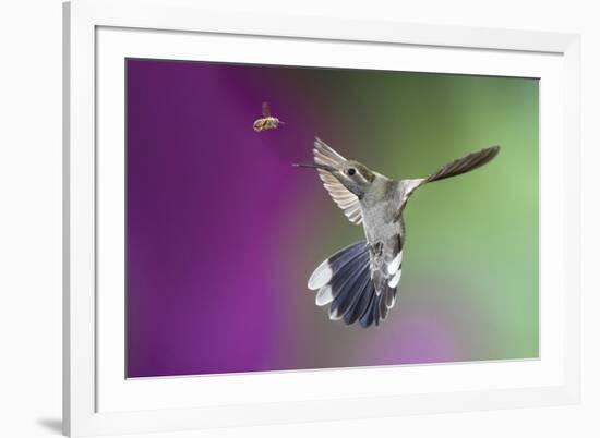 USA, Arizona, Madera Canyon. Magnificent Hummingbird and Bee-Jaynes Gallery-Framed Photographic Print