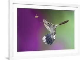 USA, Arizona, Madera Canyon. Magnificent Hummingbird and Bee-Jaynes Gallery-Framed Photographic Print