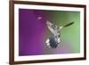 USA, Arizona, Madera Canyon. Magnificent Hummingbird and Bee-Jaynes Gallery-Framed Photographic Print
