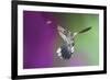 USA, Arizona, Madera Canyon. Magnificent Hummingbird and Bee-Jaynes Gallery-Framed Photographic Print