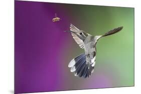 USA, Arizona, Madera Canyon. Magnificent Hummingbird and Bee-Jaynes Gallery-Mounted Photographic Print