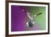USA, Arizona, Madera Canyon. Magnificent Hummingbird and Bee-Jaynes Gallery-Framed Photographic Print
