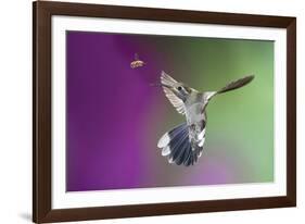 USA, Arizona, Madera Canyon. Magnificent Hummingbird and Bee-Jaynes Gallery-Framed Photographic Print