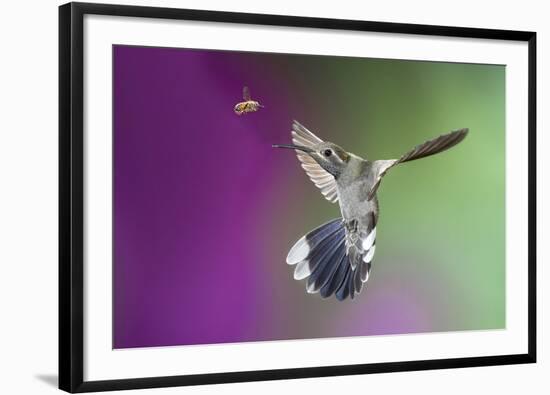 USA, Arizona, Madera Canyon. Magnificent Hummingbird and Bee-Jaynes Gallery-Framed Photographic Print