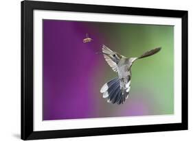 USA, Arizona, Madera Canyon. Magnificent Hummingbird and Bee-Jaynes Gallery-Framed Photographic Print