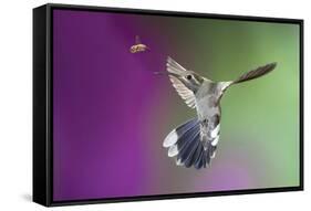 USA, Arizona, Madera Canyon. Magnificent Hummingbird and Bee-Jaynes Gallery-Framed Stretched Canvas