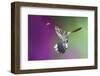 USA, Arizona, Madera Canyon. Magnificent Hummingbird and Bee-Jaynes Gallery-Framed Photographic Print