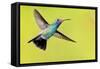 USA, Arizona, Madera Canyon. Male Broad-Billed Hummingbird in Flight-Jaynes Gallery-Framed Stretched Canvas