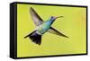 USA, Arizona, Madera Canyon. Male Broad-Billed Hummingbird in Flight-Jaynes Gallery-Framed Stretched Canvas