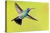 USA, Arizona, Madera Canyon. Male Broad-Billed Hummingbird in Flight-Jaynes Gallery-Stretched Canvas