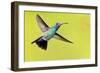 USA, Arizona, Madera Canyon. Male Broad-Billed Hummingbird in Flight-Jaynes Gallery-Framed Photographic Print