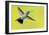 USA, Arizona, Madera Canyon. Male Broad-Billed Hummingbird in Flight-Jaynes Gallery-Framed Photographic Print