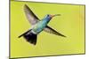 USA, Arizona, Madera Canyon. Male Broad-Billed Hummingbird in Flight-Jaynes Gallery-Mounted Photographic Print