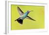 USA, Arizona, Madera Canyon. Male Broad-Billed Hummingbird in Flight-Jaynes Gallery-Framed Photographic Print