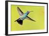 USA, Arizona, Madera Canyon. Male Broad-Billed Hummingbird in Flight-Jaynes Gallery-Framed Photographic Print