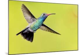 USA, Arizona, Madera Canyon. Male Broad-Billed Hummingbird in Flight-Jaynes Gallery-Mounted Photographic Print