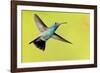 USA, Arizona, Madera Canyon. Male Broad-Billed Hummingbird in Flight-Jaynes Gallery-Framed Photographic Print