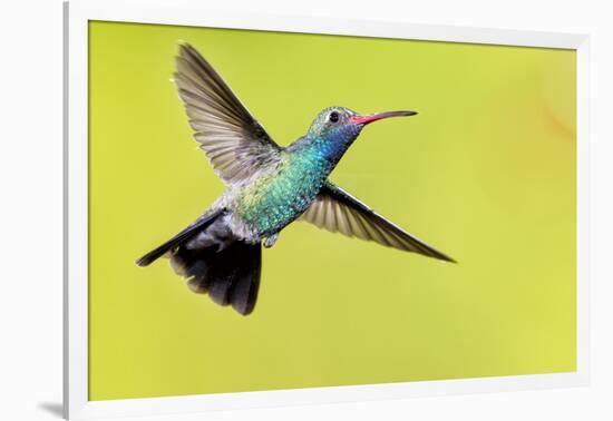 USA, Arizona, Madera Canyon. Male Broad-Billed Hummingbird in Flight-Jaynes Gallery-Framed Photographic Print