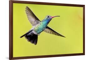 USA, Arizona, Madera Canyon. Male Broad-Billed Hummingbird in Flight-Jaynes Gallery-Framed Photographic Print