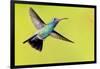 USA, Arizona, Madera Canyon. Male Broad-Billed Hummingbird in Flight-Jaynes Gallery-Framed Photographic Print