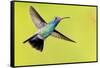 USA, Arizona, Madera Canyon. Male Broad-Billed Hummingbird in Flight-Jaynes Gallery-Framed Stretched Canvas