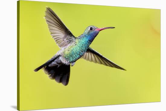 USA, Arizona, Madera Canyon. Male Broad-Billed Hummingbird in Flight-Jaynes Gallery-Stretched Canvas